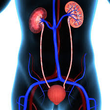 Urologie
